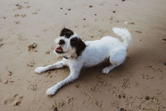 A happy sandy dog at the beach in Byron Bay